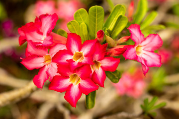 Adenium obesum. Blooming pink desert rose. Japanese frangipani flower. Flowers blossom.