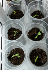 On the window sill by the window there are several plastic cups filled with soil and growing seedlings. The first sprout of the plant, two leaves have sprouted.