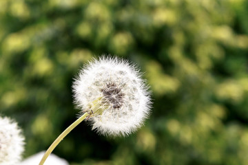 One blooming fluffy white dandelion on a background of green foliage.