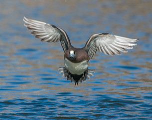 American Wigeon landing in the water