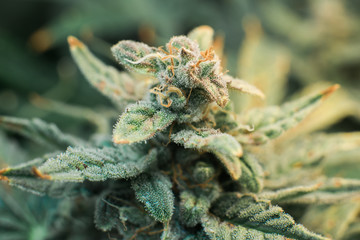 Marijuana bud close up. Fresh green weed In details. Macro trichomes cannabis. Indica flower. CBD...