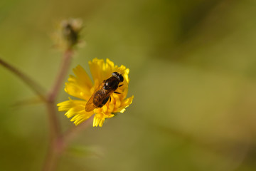 Schwebfliege auf Habichtskraut	