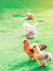 Many chickens rest happily on the chicken farm in the afternoon. Outdoors close up selective focus image.