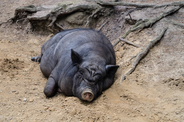 Hängebauchschwein im Wildpark Schwarze Berge