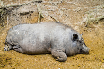 Hängebauchschwein im Wildpark Schwarze Berge