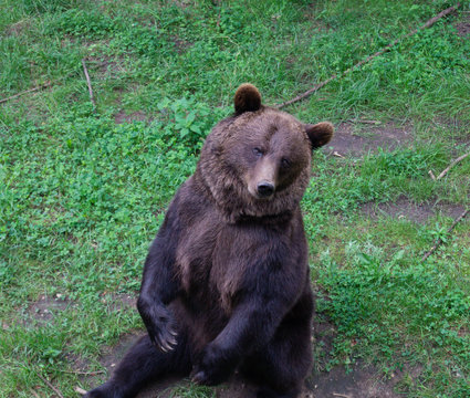 Braunb&auml;r im Wildpark Schwarze Berge