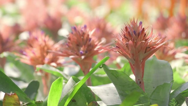 Pineapple flowers that are beautiful pink.