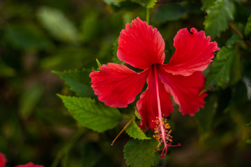 Close up of red hibiscus. Tropical flower on natural green background. Bali