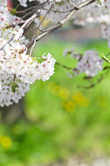 Fototapeta na wymiar Cherry blossoms in full bloom.Scientific name is Cerasus ×yedoensis (Matsum.) Masam. & Suzuki ‘Somei-yoshino. 
