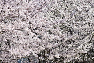 Cherry blossoms in full bloom.Scientific name is Cerasus ×yedoensis (Matsum.) Masam. & Suzuki ‘Somei-yoshino. 