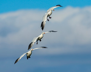 Snow Goose in flight