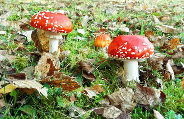 Amanita poisonous mushrooms among the leaves in the forest. Side view, close up in the environment