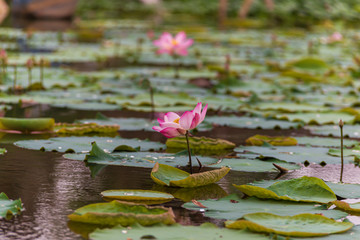 Pink lotus flower in the lotus pond