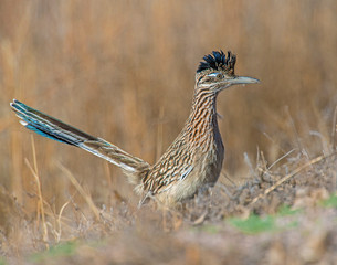 Roadrunner