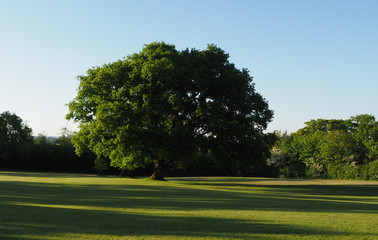 a single large oak tree in the evening sun in parkland