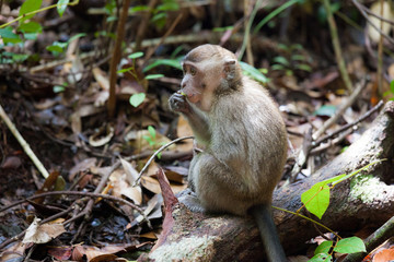 Wild long-tailed macaque in Bako national park forest