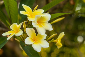 Obraz na płótnie Canvas Branch of white and yellow Frangipani flowers. Blossom Plumeria flowers on blurred background. Flower background for decoration.