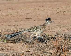 Roadrunner