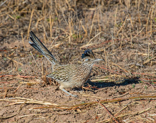 Roadrunner