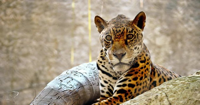 leopard in a tree
