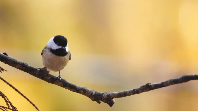 Carolina Chickadee (Poecile atricapillus) is a small North American songbird. November in Georgia.