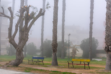 Promenade with trees and benches on a foggy day