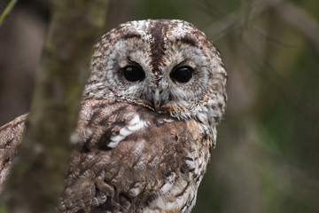 Allocco (Strix aluco)