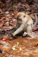 Obraz premium Wild long-tailed macaque in Bako national park forest