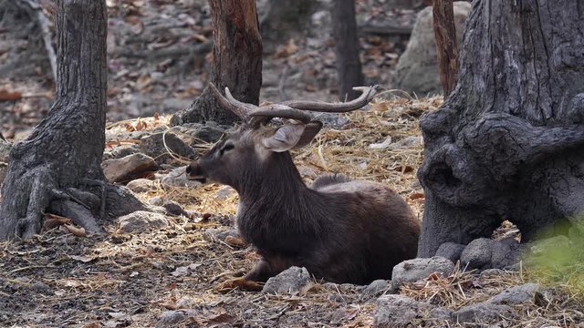 hog deer eld's deer spottend deer and sambar deer, 4k video footage.