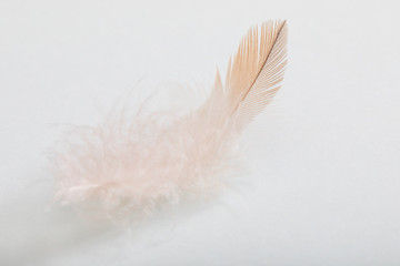 Fluffy feather close-up on light background.
