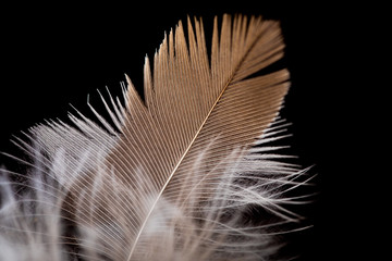Fluffy feather close-up on black background.