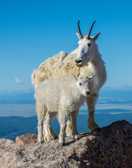 Mountain Goat in the Rockies