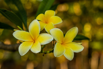 Close up of white and yellow Frangipani flowers. Blossom Plumeria flowers on natural blurred background. Flower background for decoration.