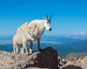 Mountain Goat in the Rockies