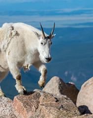 Mountain Goat in the Rockies
