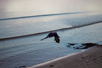 Flying crow at the seaside in motion. Flapping wings. Black bird