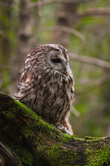 Allocco (Strix aluco) su ramo di profilo con sfondo bosco