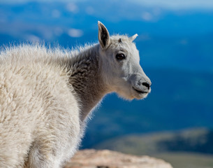 Mountain Goat in the Rockies