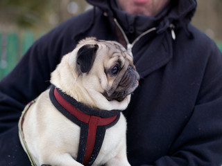 Man holding pug