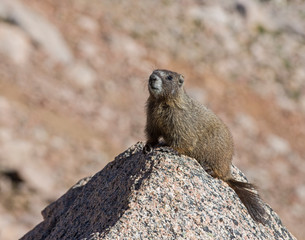 Yellow-belllied Marmot