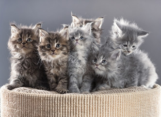 Maine Coon kittens