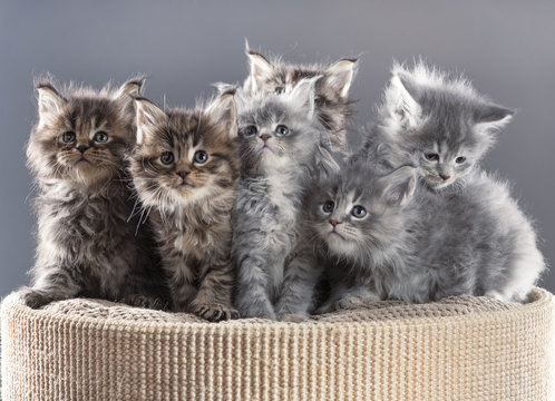 Maine Coon kittens