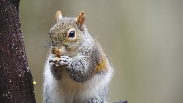 American Grey Squirrel Eating