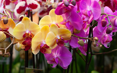 Beautiful multicolored phalaenopsis orchid in flowers. Сolorful Orchid flowers at a flower show