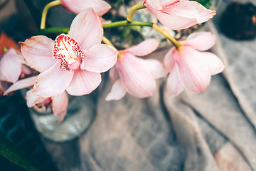 Sprig of elegant pink orchids in glass vase. Springtime concept. Cozy spring decor. - obrazy, fototapety, plakaty