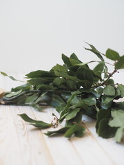 Branch of dried bay leaf. Use in medicine and in the food industry. Organic food.