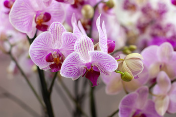 Fototapeta na wymiar Beautiful multicolored phalaenopsis orchid in flowers. Сolorful Orchid flowers at a flower show