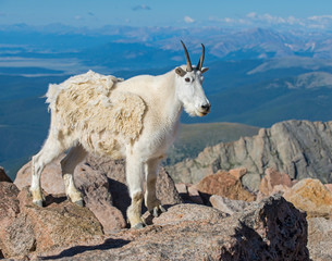 Mountain Goat in the Rockies