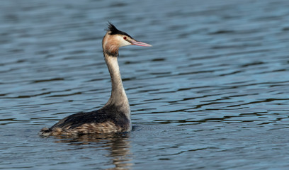 Great Crested Grebe Dancing