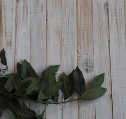 Branch of dried bay leaf. Use in medicine and in the food industry. Organic food.